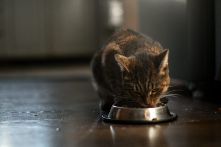 Les avantages d'un régime sans soja pour les chats