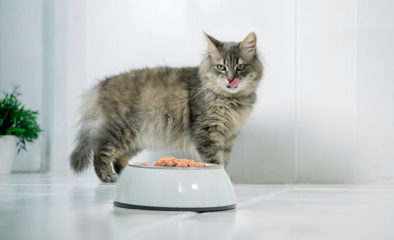 Les avantages pour la santé d'un régime sans soja pour les chats