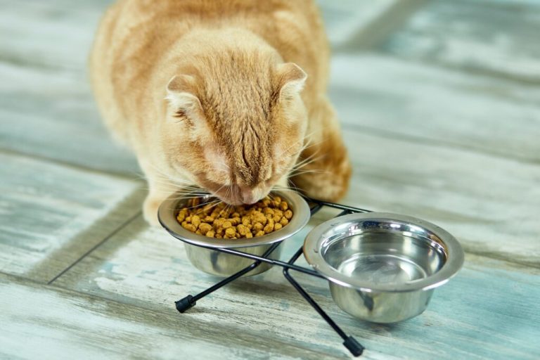 Les risques du soja dans les aliments pour chats